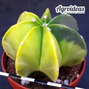 Astrophytum myriostigma var. nudum multicostatum "Variegata"