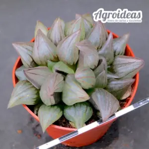Haworthia atrofusca mutant "watermelon"