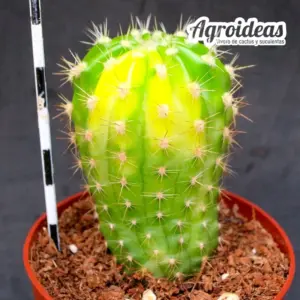 Trichopsis sp. "Variegata"