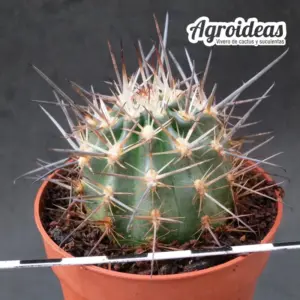 Ancistrocactus patagonicus