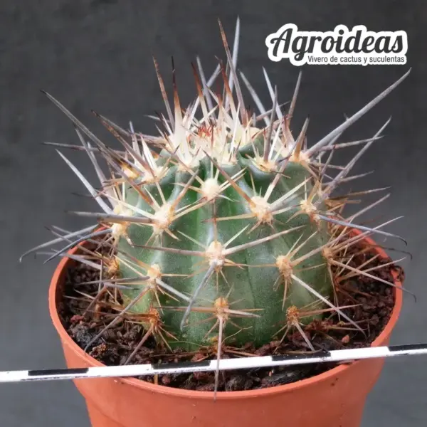 Ancistrocactus patagonicus