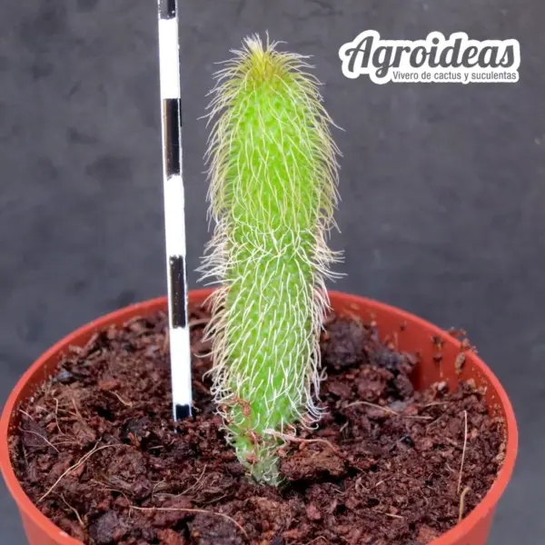 Stapelianthus pilosus - Imagen 2
