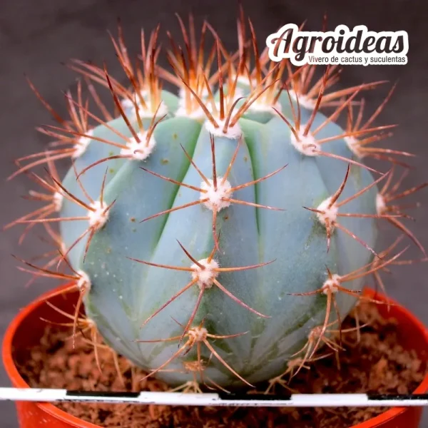 Melocactus azureus - Imagen 2