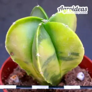 Astrophytum myriostigma var. nudum «Variegata»