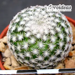 Mammillaria hermosana