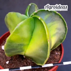 Astrophytum myriostigma var. nudum «Variegata»