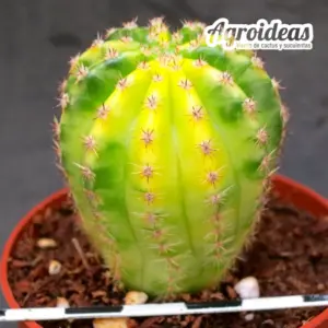 Trichopsis sp. "Variegata"