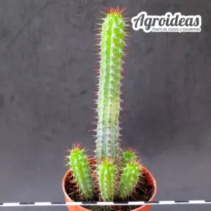 Euphorbia baioensis