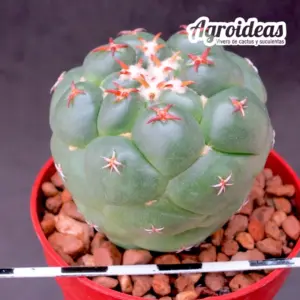 coryphantha elephantidens cv. "Tanshi"