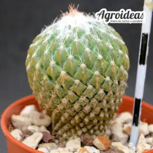 Pelecyphora strobiliformis