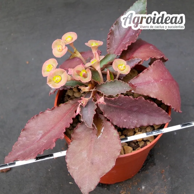 Euphorbia crassicaulis var. rubrifolia