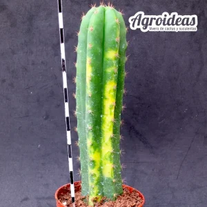 Trichocereus pachanoi "San Pedro" variegata