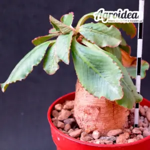 Euphorbia primulifolia