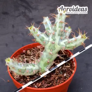 Euphorbia horwoodii