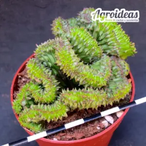 Euphorbia horrida "cristata"