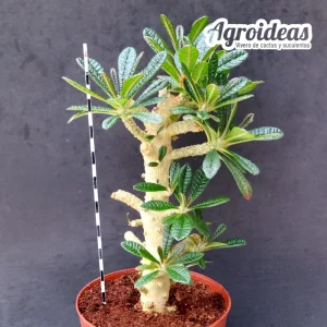 Dorstenia gigas "Ejemplar"