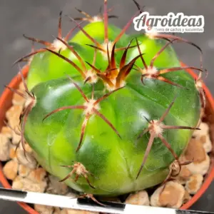 Discocactus insignis "Selección"