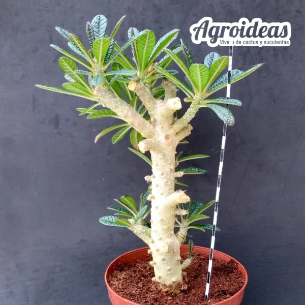 Dorstenia gigas "Ejemplar" - Imagen 2