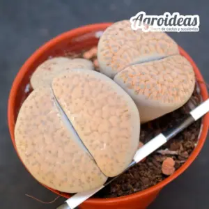 lithops fulviceps v. lactinea