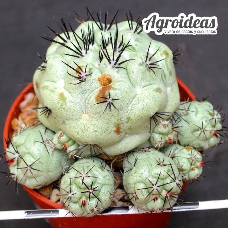 Ortegocactus macdougallii "ejemplar"