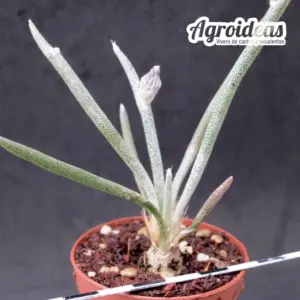 Digitostigma caput-medusae