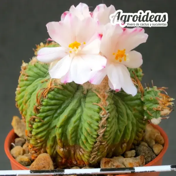 Aztekium ritterii "Ejemplar" - Imagen 2