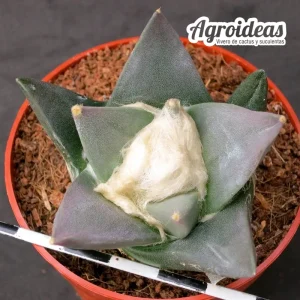 Ariocarpus retusus scapharostroides