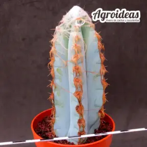Pilosocereus glaucescens