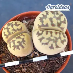 Lithops Dorotheae C300