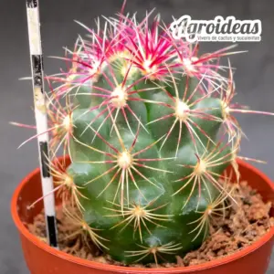 Thelocactus bicolor var. tricolor