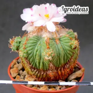 Aztekium ritterii "Ejemplar"