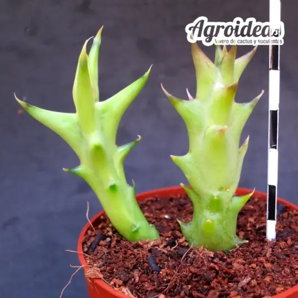 Angolluma lenewtonii - Imagen 2