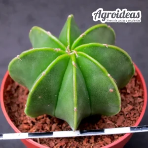Astrophytum nudum "multicostatum"