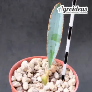 Albuca dilucula