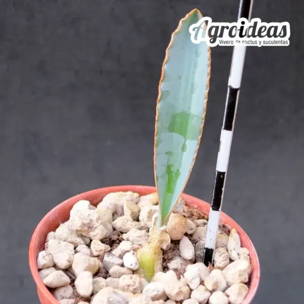 Albuca dilucula