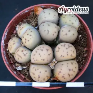Lithops localis "terricolor SH302"