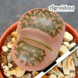 Lithops bromfieldii v. glaudinae "Rubroroseus"