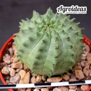 Euphorbia obesa X suzannae "Ex. Agroideas"