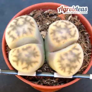 Lithops Karasmontana ssp. eberlanzii
