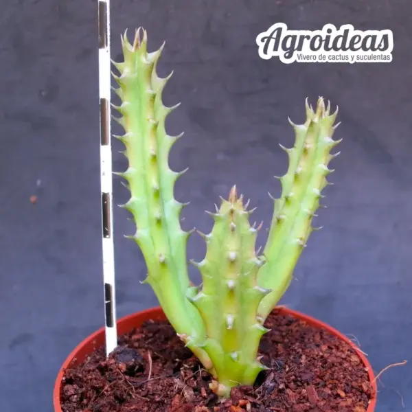 Huernia genucet - Imagen 2