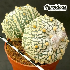 Astrophytum superkabuto "Selección"