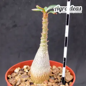Adenium socotranum
