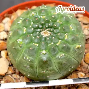 Euphorbia gymnocalycioides