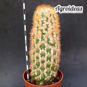 Trichocereus spachianus "monstruosus" Ejemplar