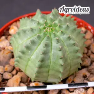 Euphorbia obesa X suzannae "Ex. Agroideas"