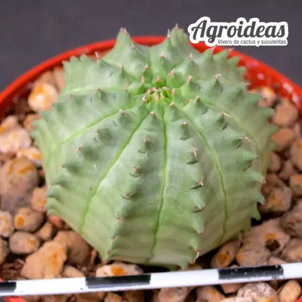 Euphorbia obesa X suzannae "Ex. Agroideas"