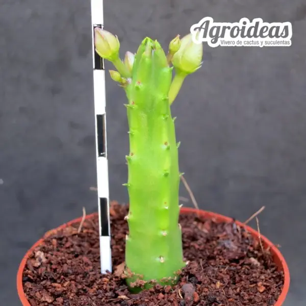 Stapelia flavopurpurea "Flor marilla" - Imagen 2