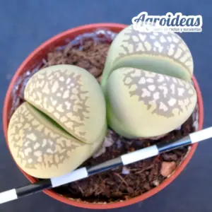 Lithops marmorata v. elisae C252
