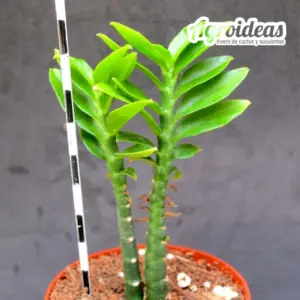Pedilanthus tithymaloides "fr. compacta"