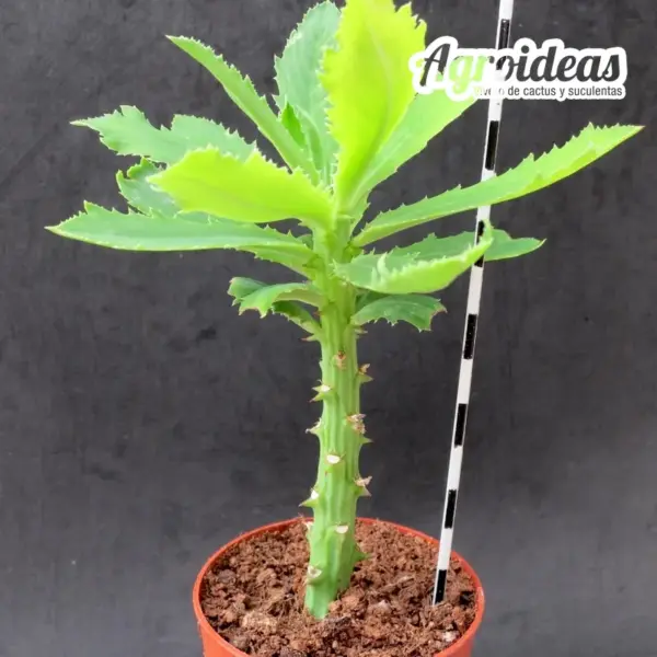 Monadenium torrei - Imagen 2